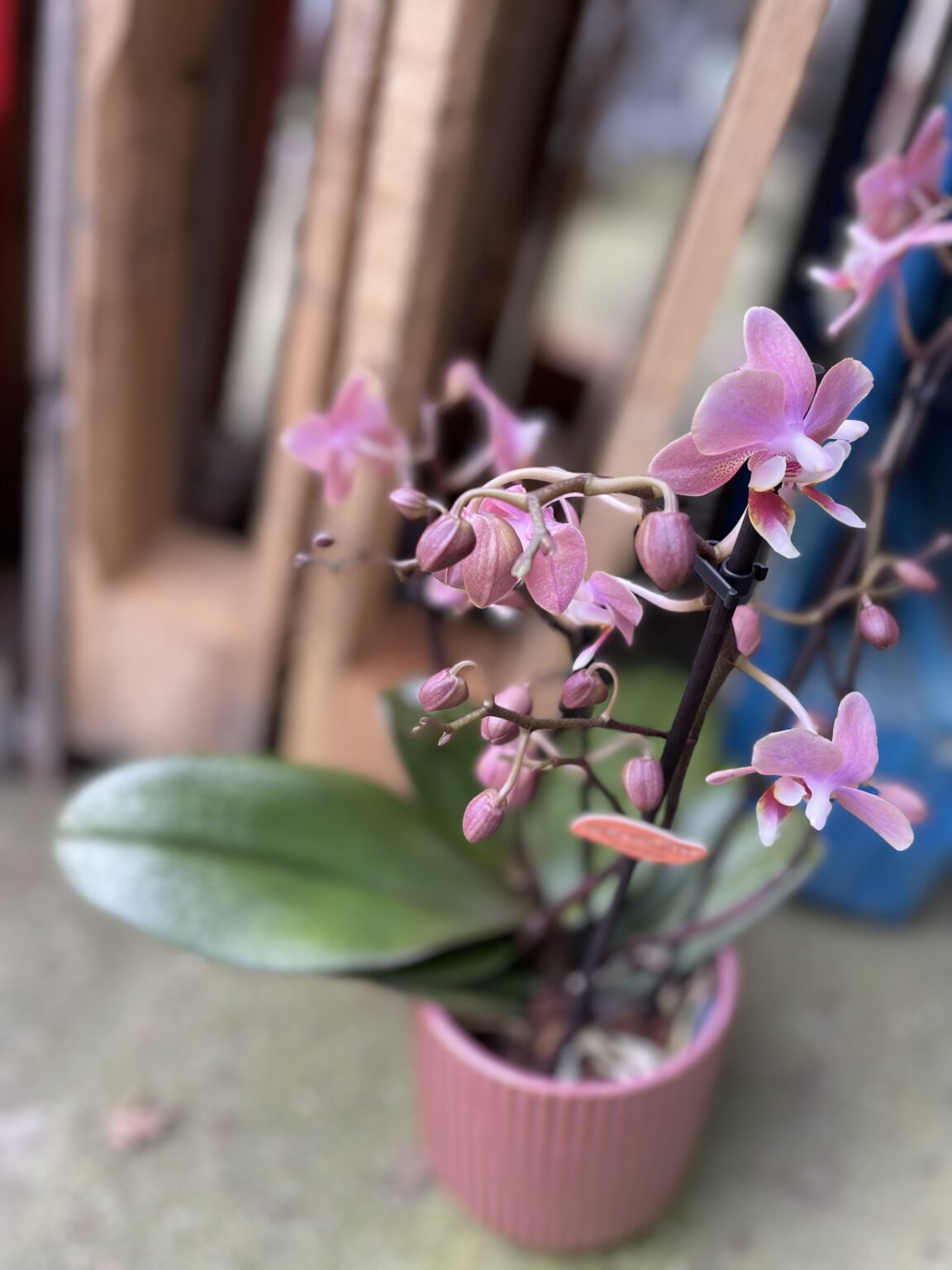 Phalaenopsis Odorion (pachnący) - Jungle Boogie