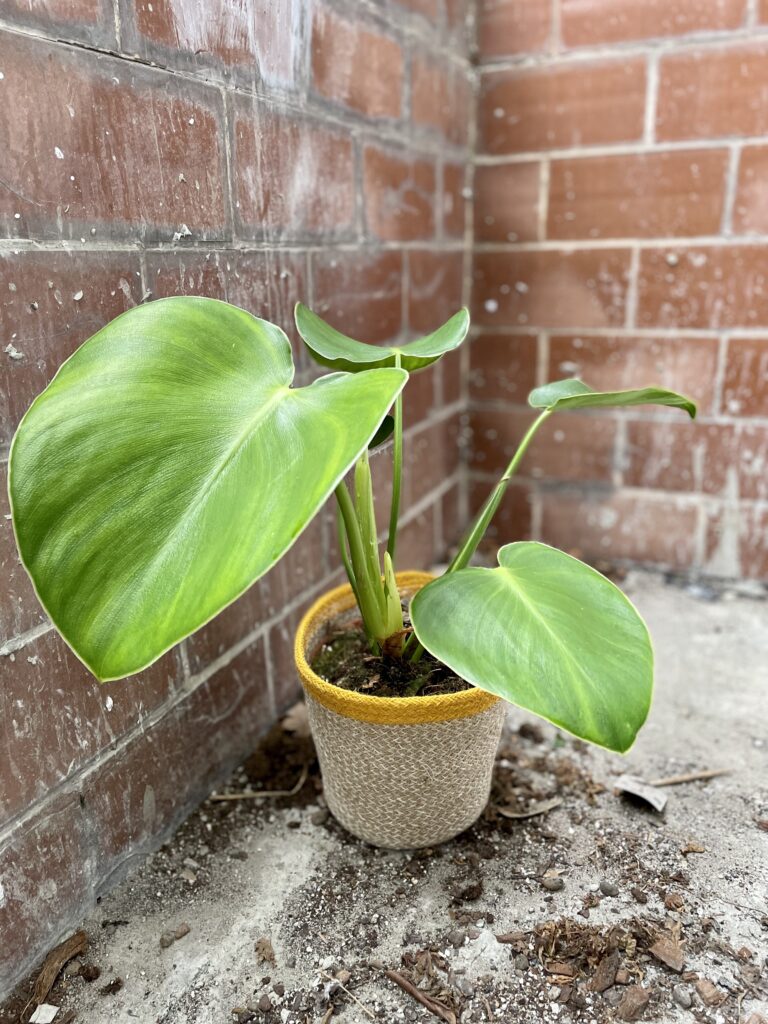 Philodendron rugosum 