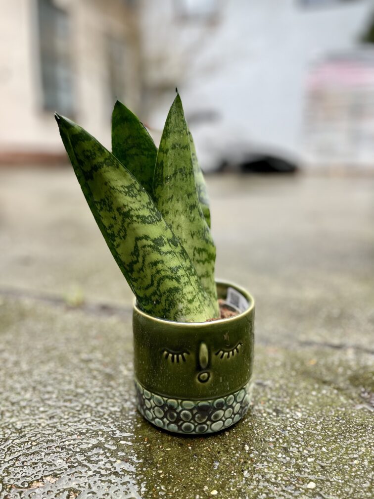 Zdjęcie rosliny doniczkowej Sansevieria Zeylanica Fan, ujęcie 1