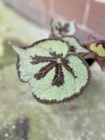 Zdjęcie rosliny doniczkowej Begonia masoniana "Mountain Explore", ujęcie 3