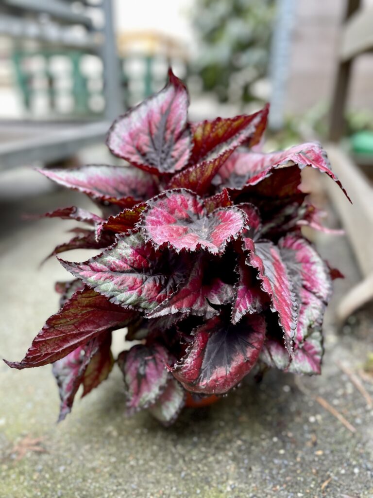 Begonia rex Titica (Begonia królewska) - Jungle Boogie