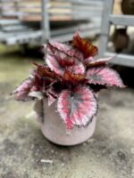 Zdjęcie rosliny doniczkowej Begonia Rex Titica, ujęcie 3