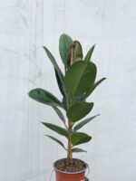 Zdjęcie rosliny doniczkowej Ficus elastica Robusta, ujęcie 3