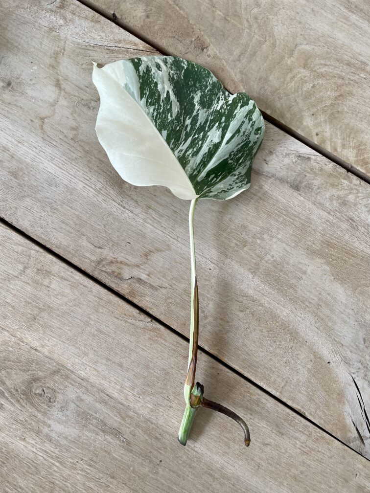 Zdjęcie rosliny doniczkowej Monstera variegata - sadzonka pędowa 1x40 cm, ujęcie 2