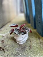 Zdjęcie rosliny doniczkowej Peperomia Caperata Mendoza, ujęcie 1