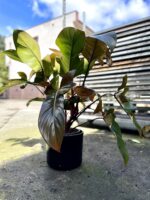 Zdjęcie rosliny doniczkowej Philodendron Florida Bronze, ujęcie 1