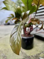 Zdjęcie rosliny doniczkowej Philodendron Florida Bronze, ujęcie 2