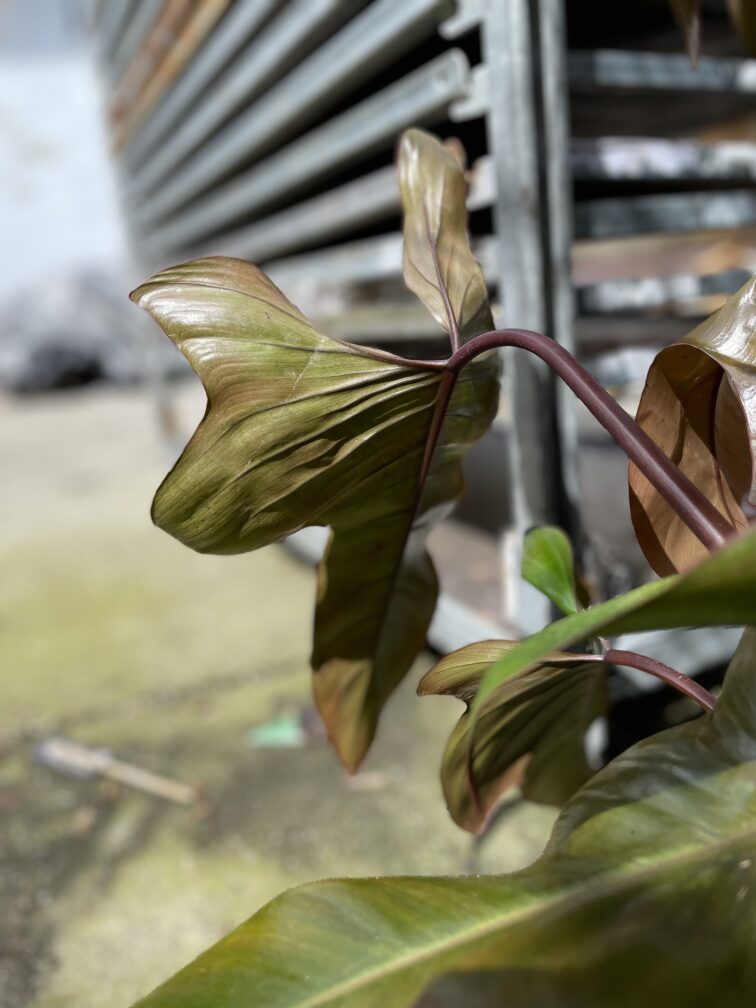 Zdjęcie rosliny doniczkowej Philodendron Florida Bronze, ujęcie 4