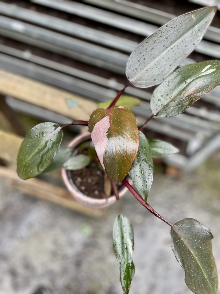 Zdjęcie rosliny doniczkowej Philodendron erubescens Pink Princess, ujęcie 1