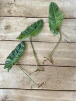 Zdjęcie rosliny doniczkowej Sadzonka Pędowa Philodendron Paraiso Verde 1x65 cm, ujęcie 1