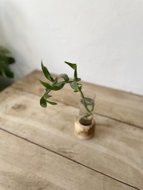 Zdjęcie rosliny doniczkowej Sadzonka Philodendron Mayoi 1x30 cm, ujęcie 1