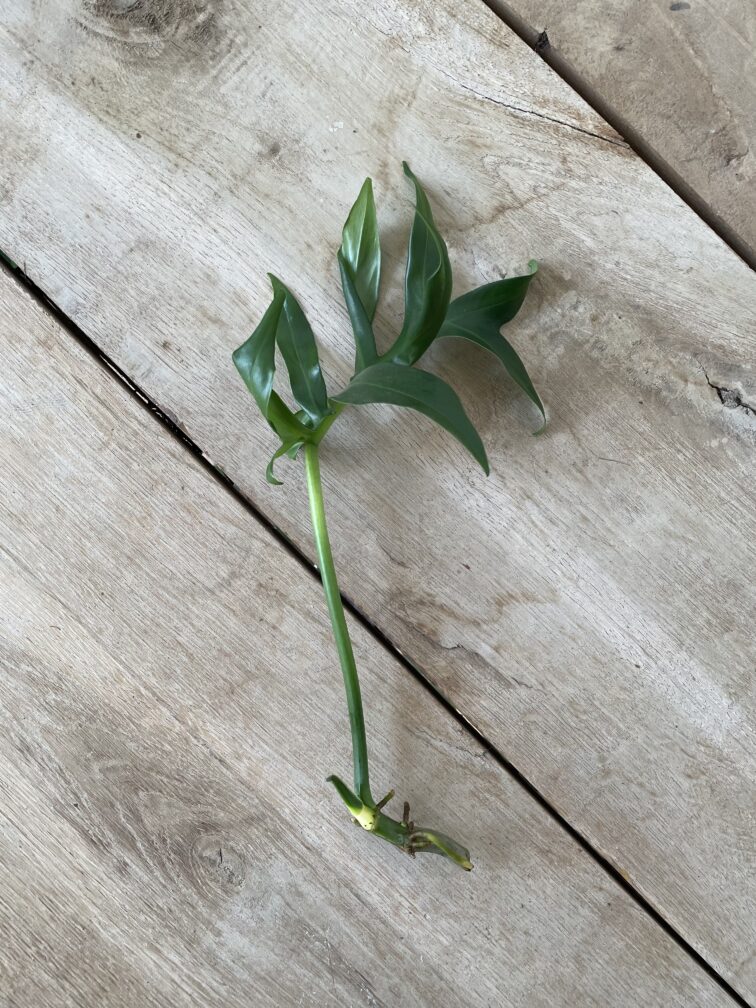 Zdjęcie rosliny doniczkowej Sadzonka Philodendron Mayoi 1x30 cm, ujęcie 2