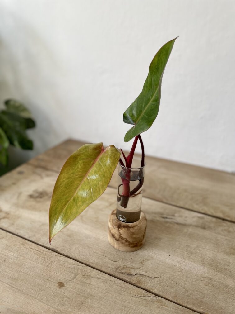 sadzonka-philodendron-painted-lady_1x32cm-1_1682159014.jpg Zdjęcie rosliny doniczkowej Sadzonka Philodendron Painted Lady 1x32 cm, ujęcie 1