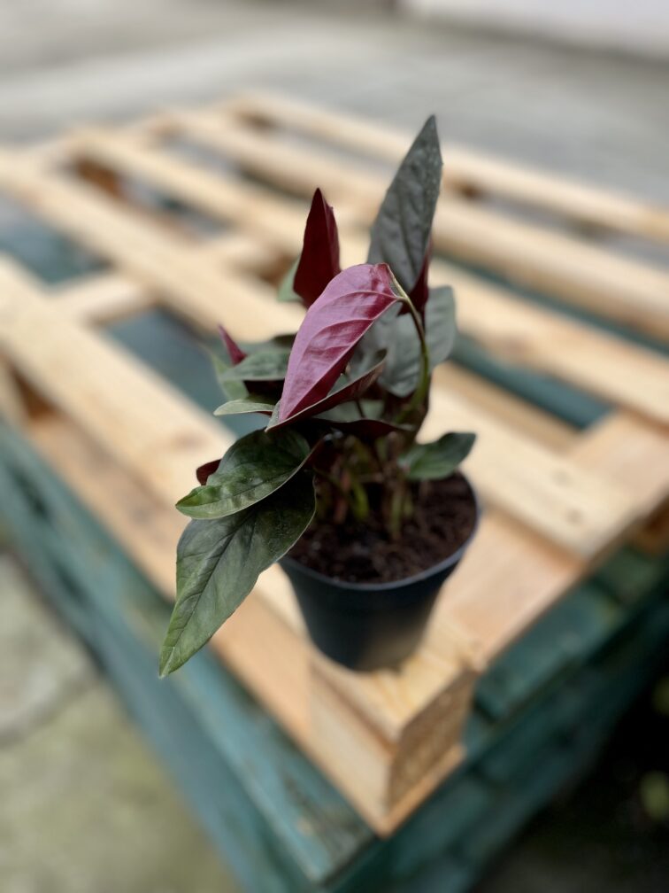 Zdjęcie rosliny doniczkowej Syngonium Erythrophyllum Red Arrow, ujęcie 4