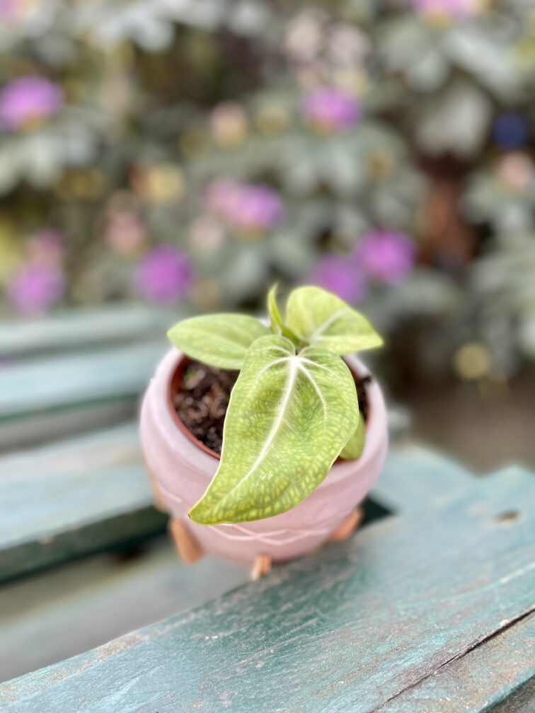 Zdjęcie rosliny doniczkowej Anthurium villenaorum, ujęcie 5