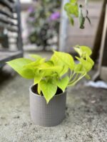 Zdjęcie rosliny doniczkowej Epipremnum Golden Pothos (Epipremnum Neon), ujęcie 1