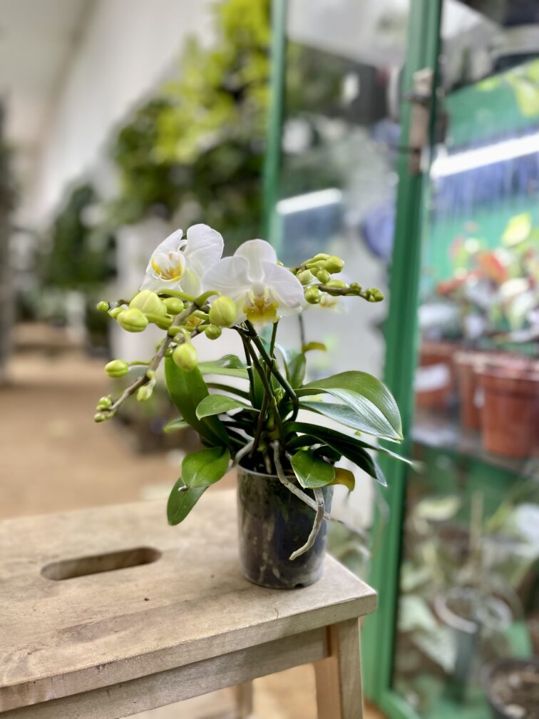 Zdjęcie rosliny doniczkowej Phalaenopsis Folk, ujęcie 2