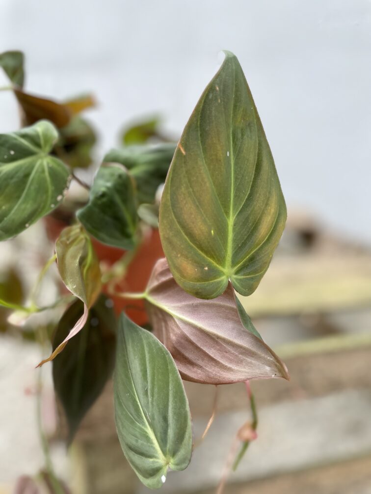 Zdjęcie rosliny doniczkowej Philodendron hederaceum Micans, ujęcie 3