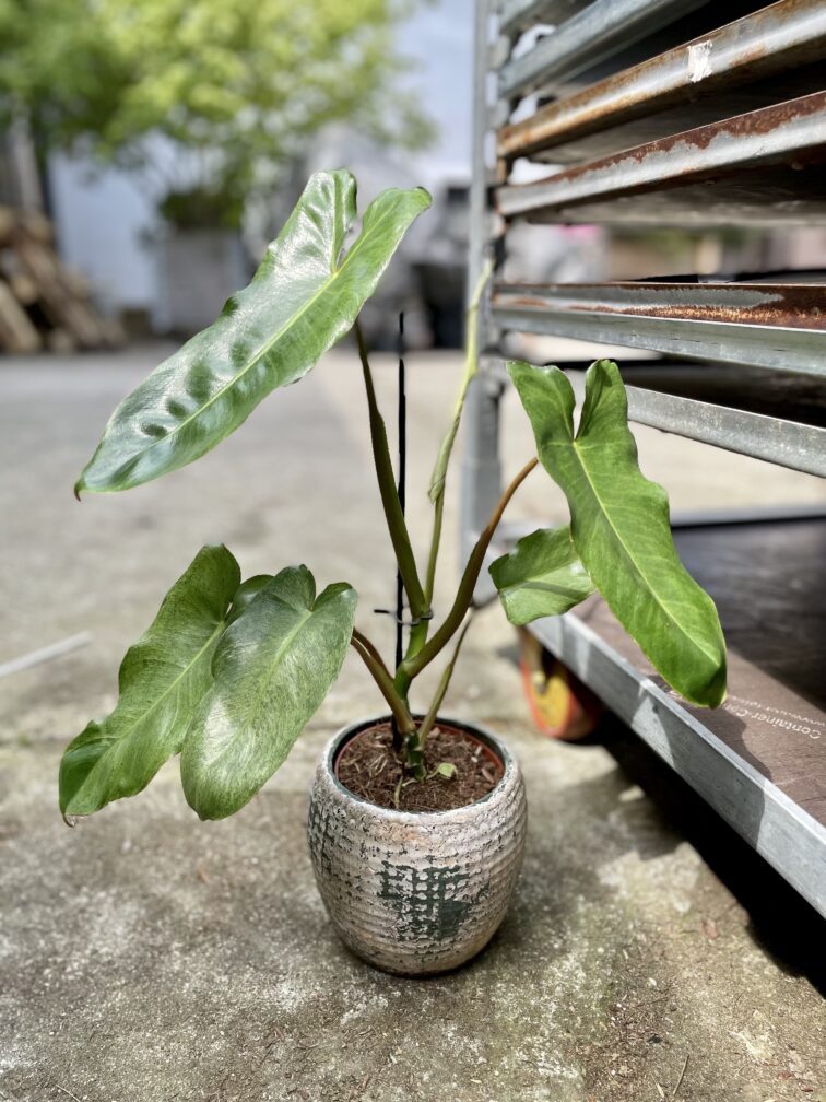 Zdjęcie rosliny doniczkowej Philodendron Paraiso Verde, ujęcie 1