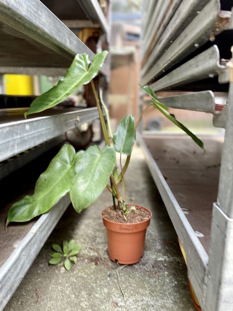 Zdjęcie rosliny doniczkowej Philodendron Paraiso Verde, ujęcie 3