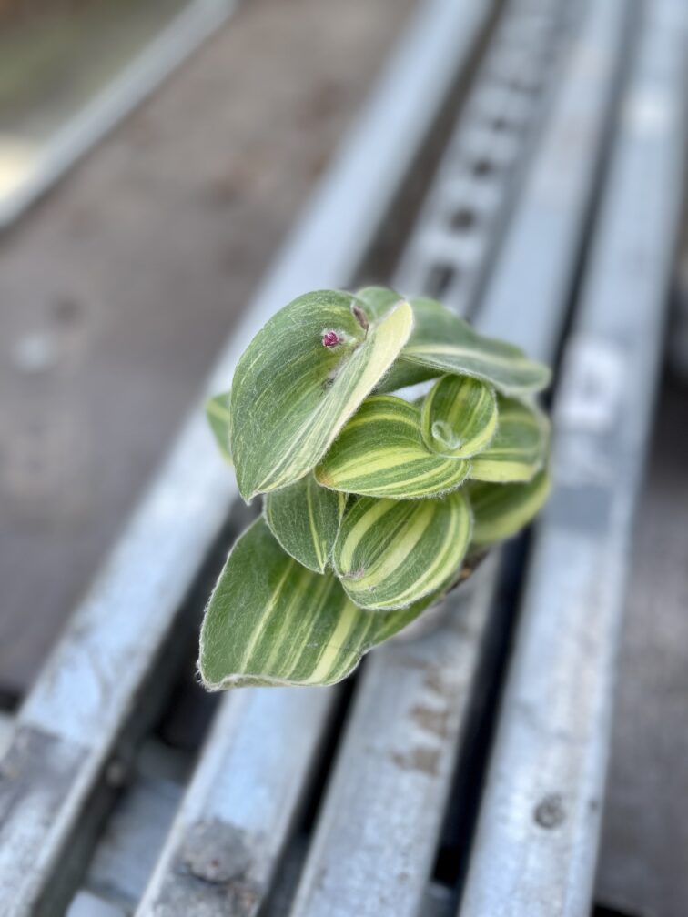 Zdjęcie rosliny doniczkowej Tradescantia sillamontana variegata (Trzykrotka włochata), ujęcie 3