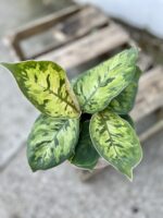 Zdjęcie rosliny doniczkowej Adelonema Wallisii Camouflage, ujęcie 1
