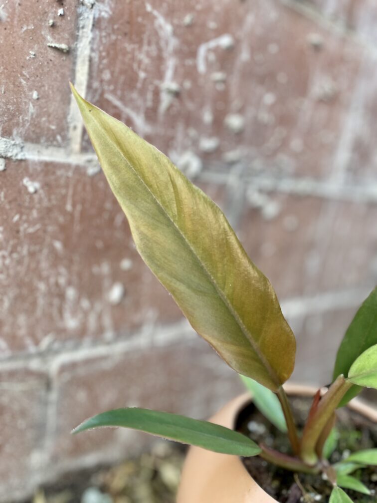 Zdjęcie rosliny doniczkowej Philodendron Caramel, ujęcie 4