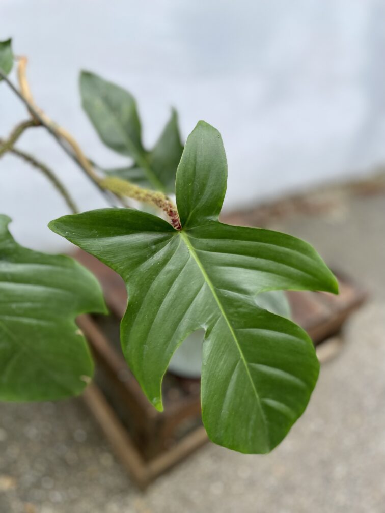 Zdjęcie rosliny doniczkowej Philodendron Squamiferum, ujęcie 2