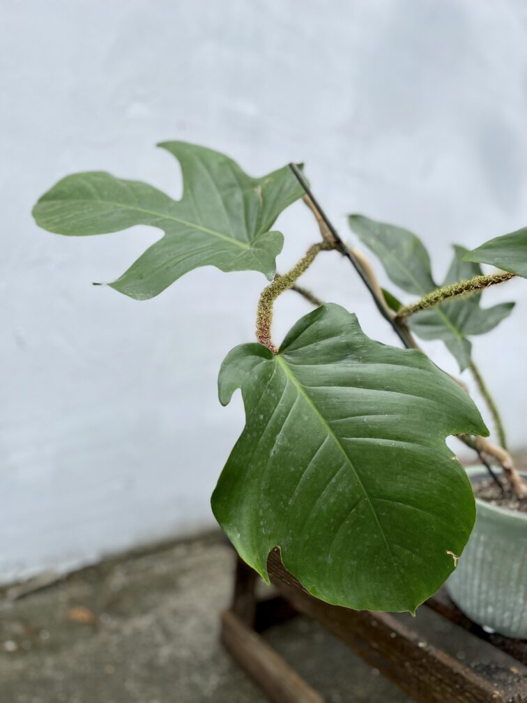 Zdjęcie rosliny doniczkowej Philodendron Squamiferum, ujęcie 3