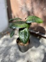 Zdjęcie rosliny doniczkowej Alocasia Chocolate Green, ujęcie 4
