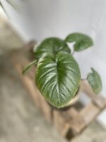 Zdjęcie rosliny doniczkowej Alocasia Chocolate Green, ujęcie 5
