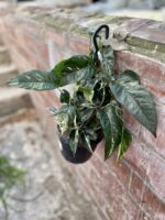 Zdjęcie rosliny doniczkowej Epipremnum pinnatum variegata, ujęcie 1