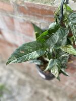 Zdjęcie rosliny doniczkowej Epipremnum pinnatum variegata, ujęcie 3