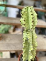 Zdjęcie rosliny doniczkowej Euphorbia marmorata, ujęcie 3