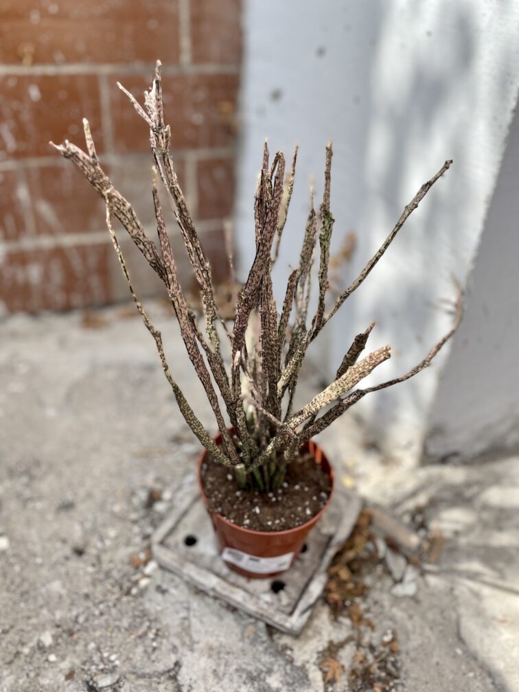 Zdjęcie rosliny doniczkowej Euphorbia platyclada, ujęcie 3