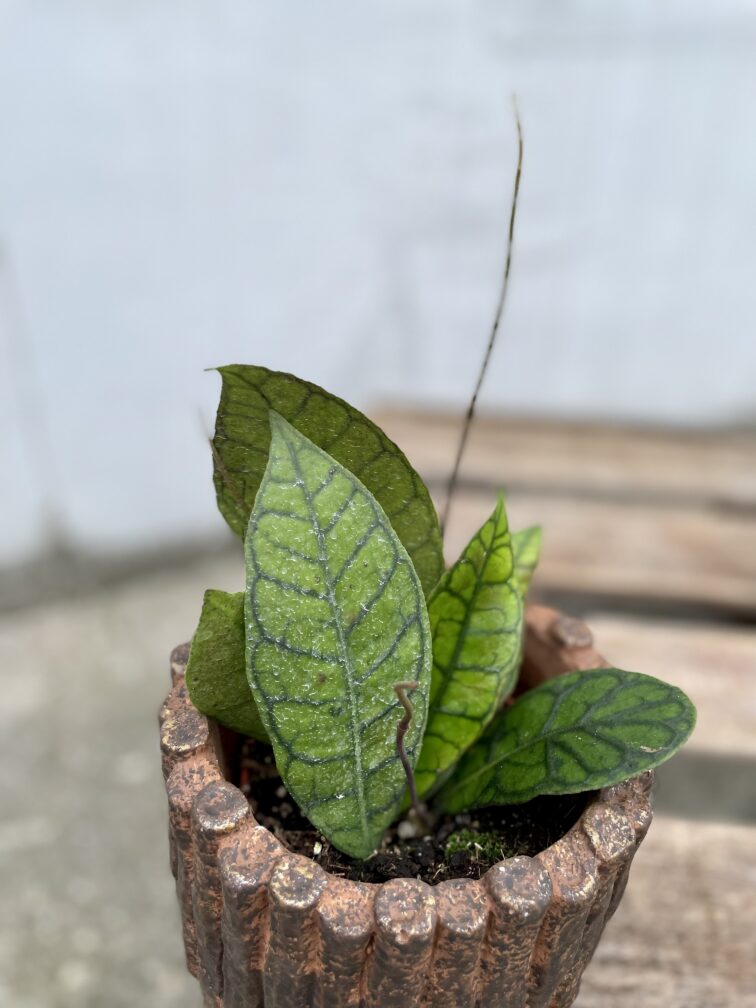 Zdjęcie rosliny doniczkowej Hoya callistophylla, ujęcie 2
