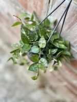 Zdjęcie rosliny doniczkowej Hoya krohniana Splash, ujęcie 1