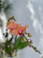 Zdjęcie rosliny doniczkowej Phalaenopsis Bolzano, ujęcie 2