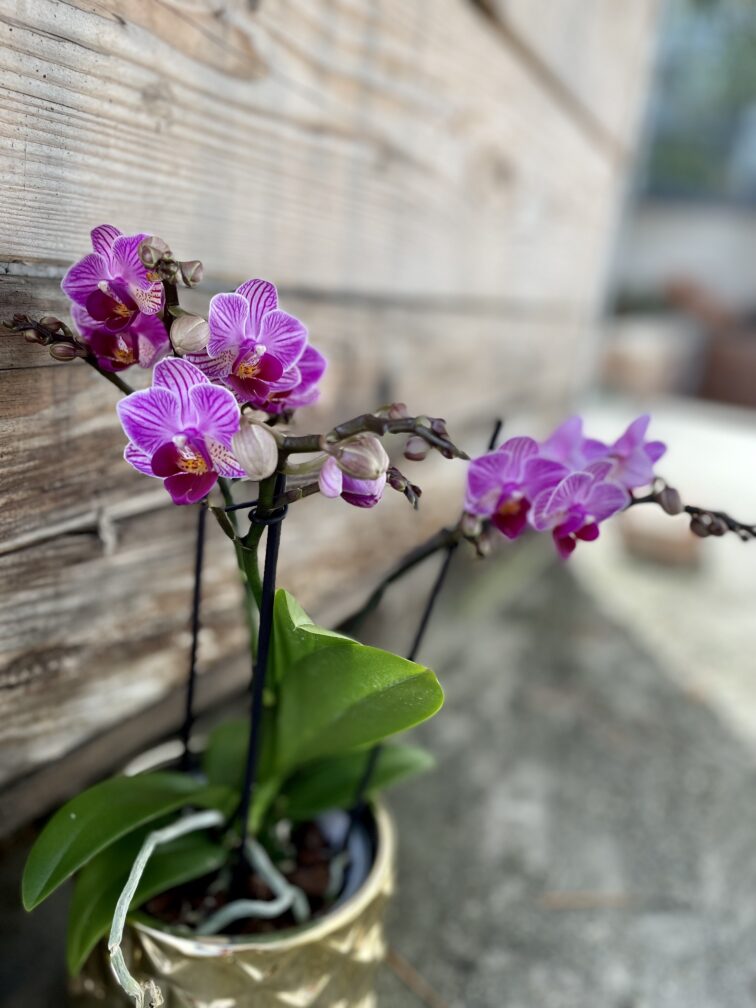 Zdjęcie rosliny doniczkowej Phalaenopsis Dazzling Dreamer, ujęcie 2