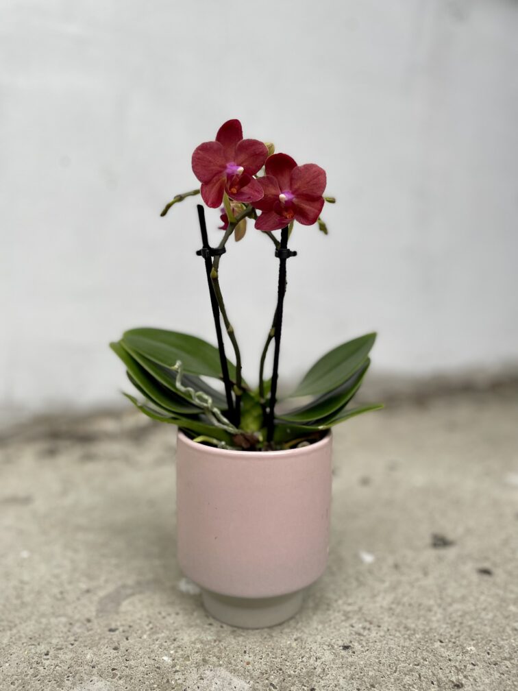 Zdjęcie rosliny doniczkowej Phalaenopsis Multi Blossom 'Red', ujęcie 1