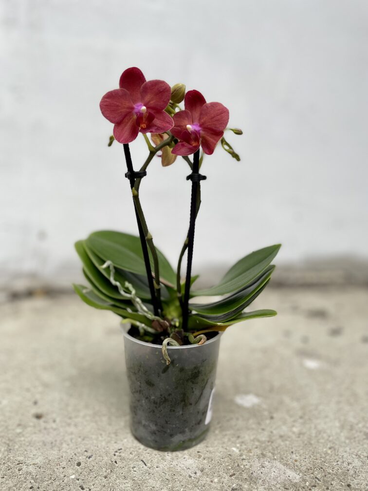 Zdjęcie rosliny doniczkowej Phalaenopsis Multi Blossom 'Red', ujęcie 2