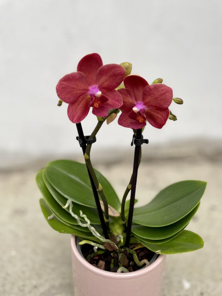 Zdjęcie rosliny doniczkowej Phalaenopsis Multi Blossom 'Red', ujęcie 3