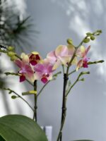 Zdjęcie rosliny doniczkowej Phalaenopsis Optimost Summer song, ujęcie 2