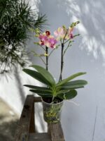 Zdjęcie rosliny doniczkowej Phalaenopsis Optimost Summer song, ujęcie 3