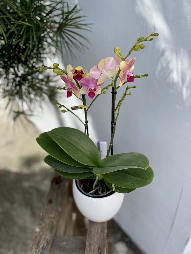 Zdjęcie rosliny doniczkowej Phalaenopsis Optimost Summer song, ujęcie 4