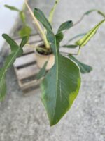 Zdjęcie rosliny doniczkowej Philodendron Joepii, ujęcie 3