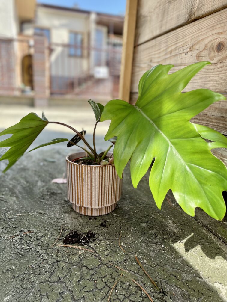 Zdjęcie rosliny doniczkowej Philodendron Mayoi, ujęcie 1