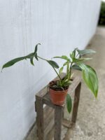 Zdjęcie rosliny doniczkowej Philodendron pedatum Glad Hands, ujęcie 1
