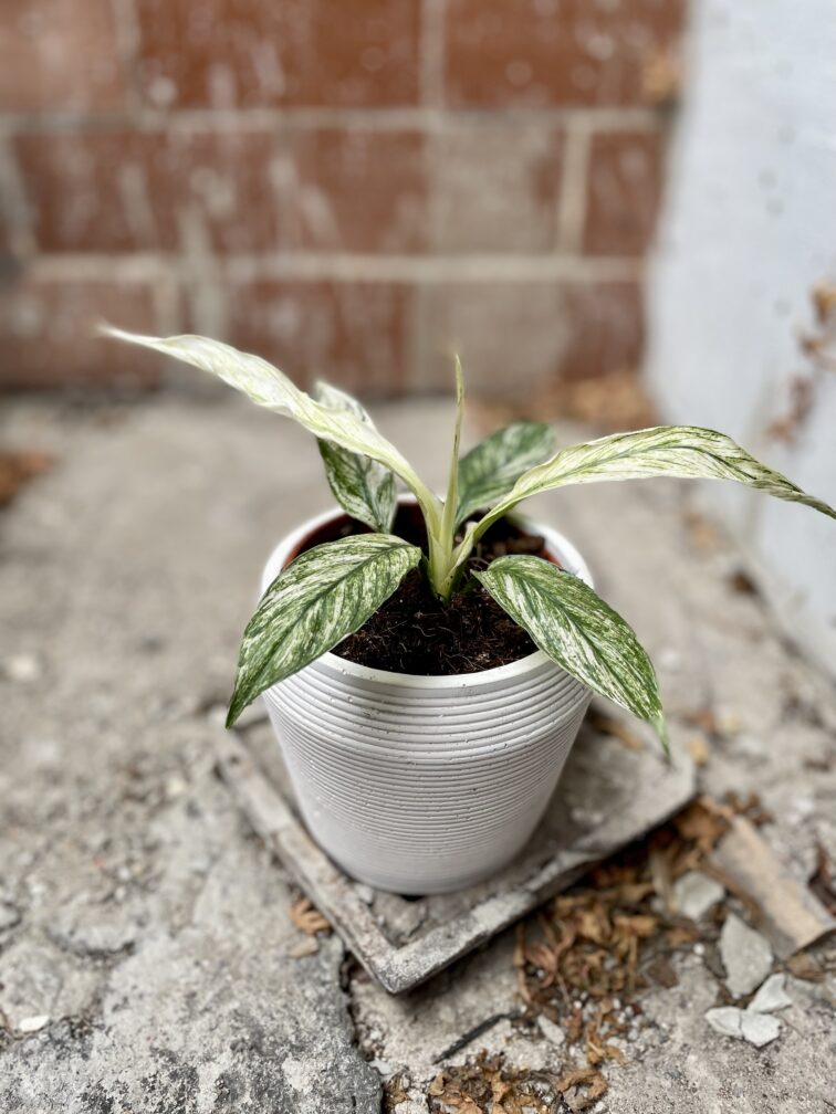 Zdjęcie rosliny doniczkowej Spathiphyllum Sensation variegata, ujęcie 1