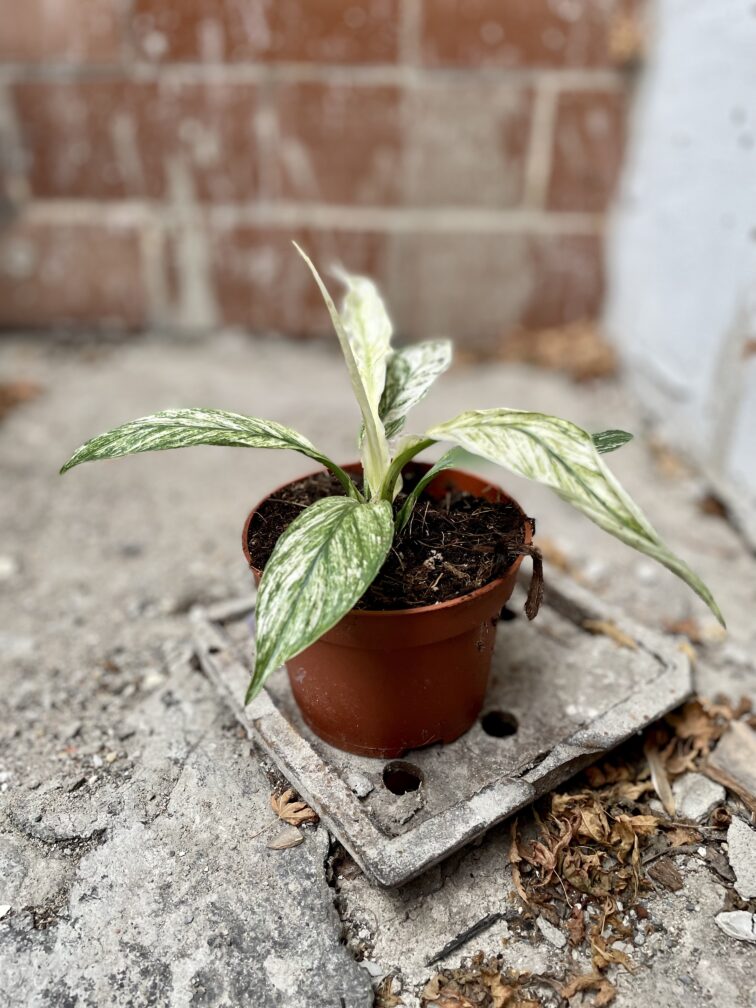 Zdjęcie rosliny doniczkowej Spathiphyllum Sensation variegata, ujęcie 3